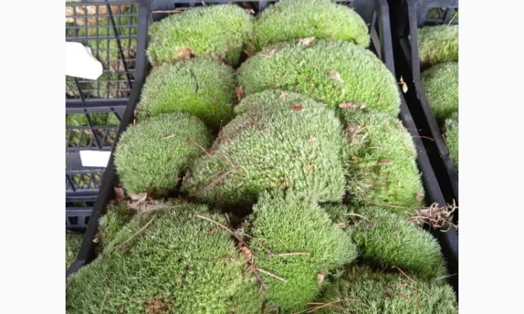 Мох кочка - фото № 2