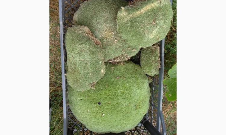 Мох кочка - фото № 3