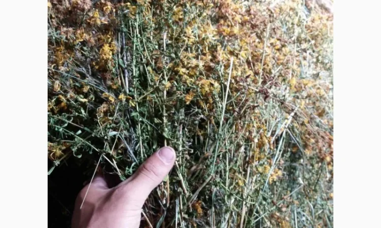 Закупаем зверобой, тысячилистник, пустырник, чебрец, крапива, чистотел, ромашка, грицики - фото № 1