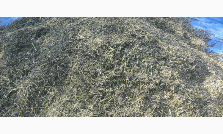 Синюха голуба (трава/суха) продам - фото № 2