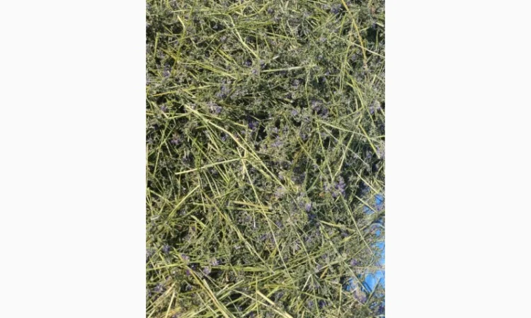 Синюха голуба (трава/суха) продам - фото № 3