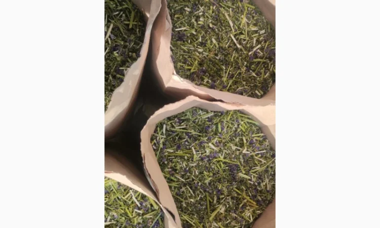 Синюха голуба (трава/суха) продам - фото № 4