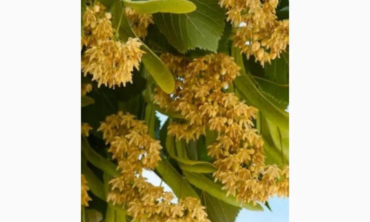 Купим оптом суой цвет липы - фото № 1