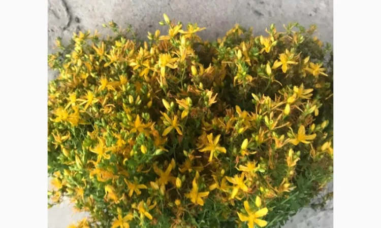 Закупаем Зверобой, пижму, тысячелистник, в сухом виде - фото № 1