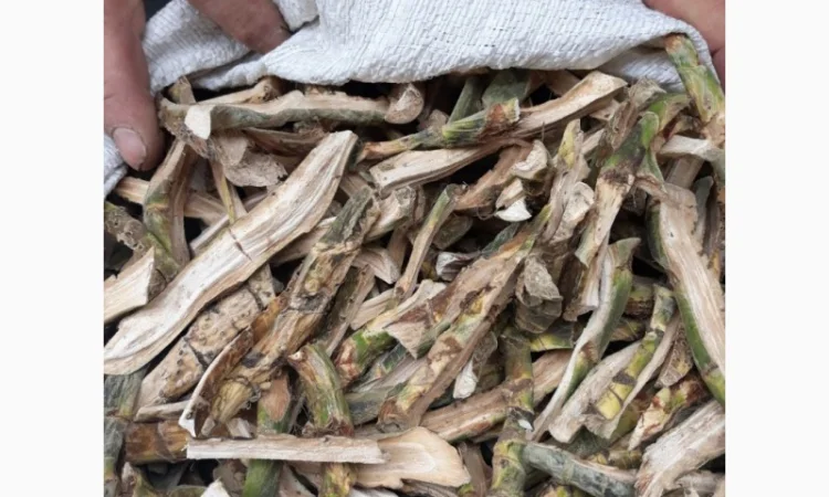 Куплю корни калгана, аира, березови бруньки, цвет липи, бузины - фото № 1