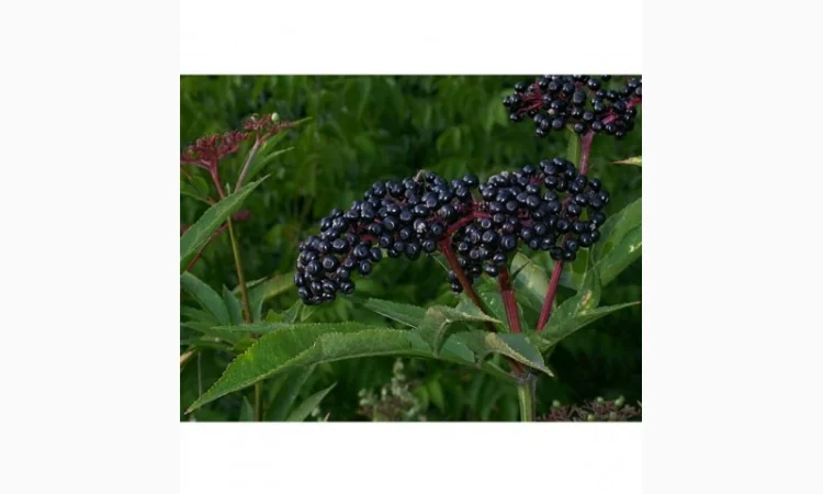 Закупаем цвет бузины, цвет липы. Сухую ягоду БУЗИНЫ.Закупаем по Украине - фото № 1