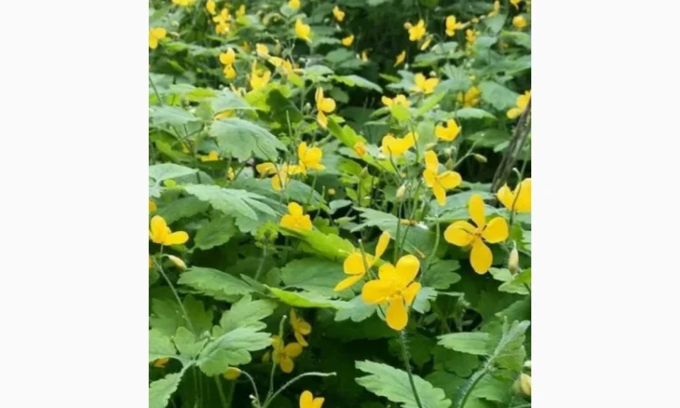 Чистотел, зверобой, тысячелистник, пижму траву сухую закупаем по Украине - фото № 1