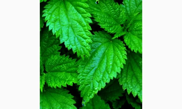 Зкупаем лист одуванчика, крапивы, корень лопуха, цвет слистом боярышника - фото № 1