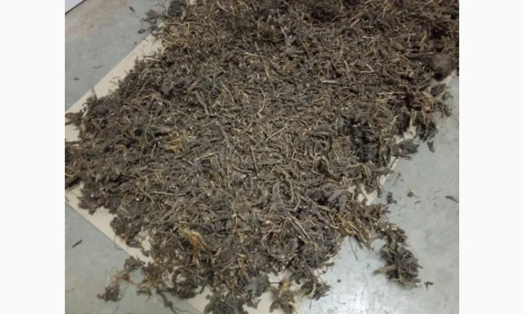 Продам корінь ехінацеї - фото № 1