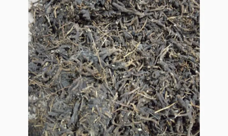 Продам корінь ехінацеї - фото № 2