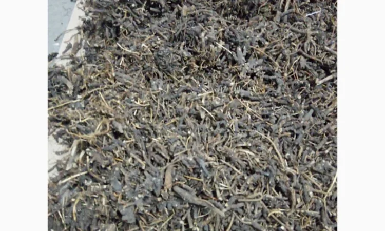 Продам корінь ехінацеї - фото № 3