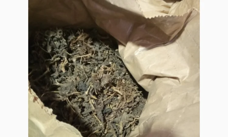 Продам корінь ехінацеї - фото № 5