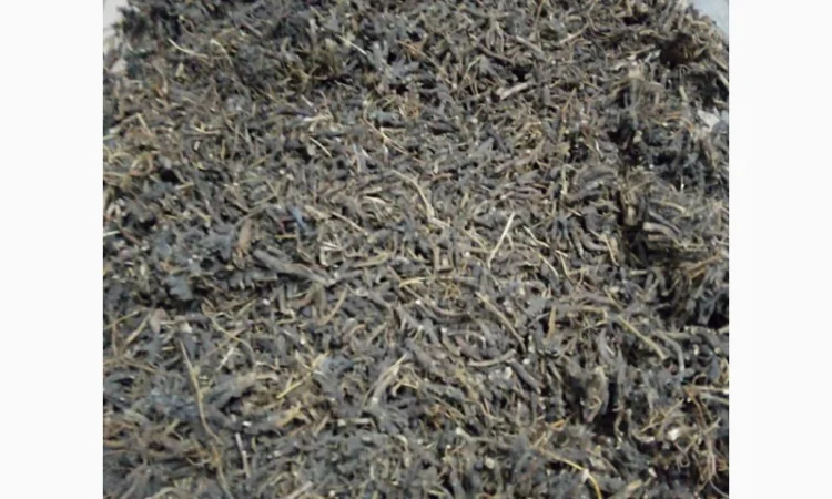 Продам корінь ехінацеї - фото № 7