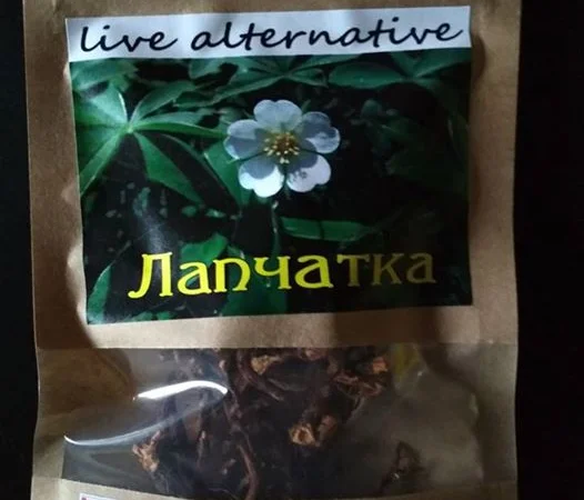 Корень лапчатки белой (пятипал) (Перстач білий) (Potentilla alba) 50 грам - фото № 2