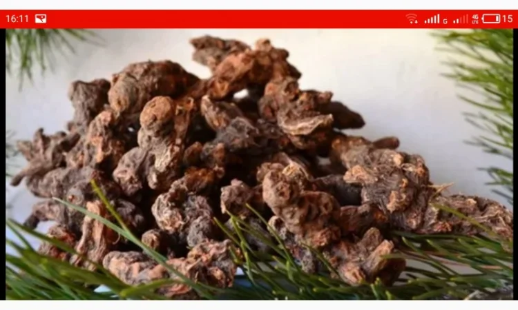 Закупаем корень калгана, живокость（сухой）, девесил, алтей, аир, одуванчик, лопух - фото № 1