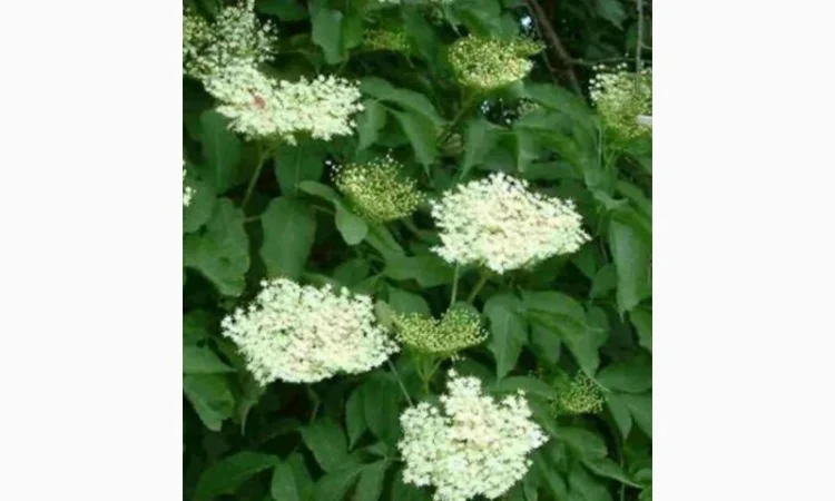 Закупаем Сухой цвет БУЗИНЫ, ЛИПЫ.Цена от качества и обьма - фото № 1