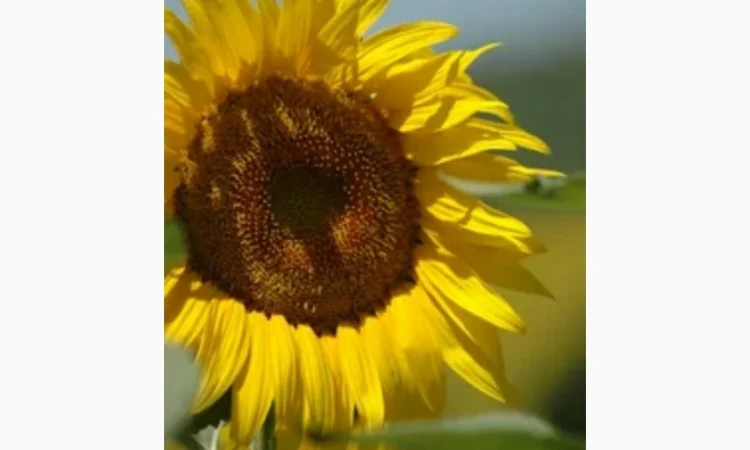 Закупаем Лепестки Подсолнуха, .цвет липы.Оплата наличными.Самовывоз - фото № 1