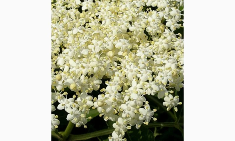 Закупаем ПЕЛЮСТКУ соняшника, цвет липы, цвет бузины, плоды бузины черной Сухую - фото № 1