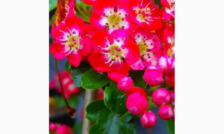 Закупаем цвет бузины, липы, боярышника, бузины, корни Алтея Аира, калгана, одуванчика, лопуха - фото № 1