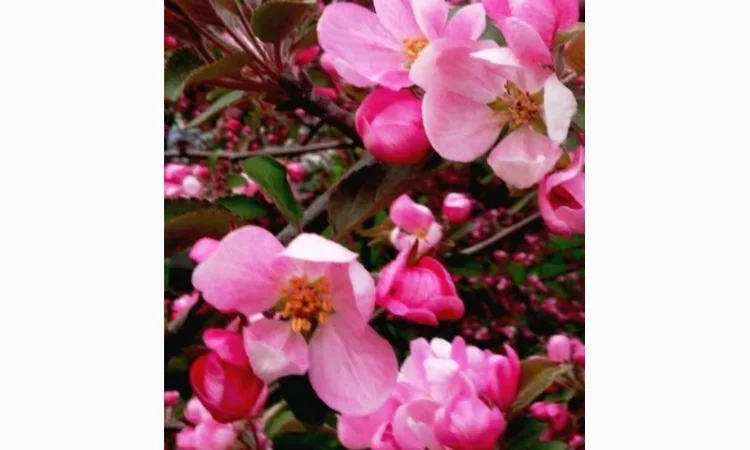 Закупаем цвет акации бузины, честотел, зверобой, тысячелистник, пустырник, липу, календулу - фото № 1