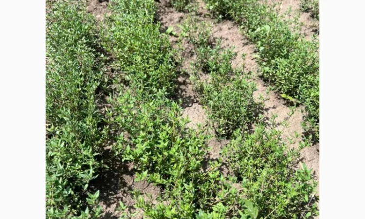 Культивований чебрець (Thymus vulgaris) - фото № 3