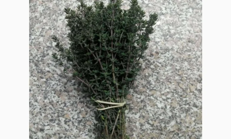 Культивований чебрець (Thymus vulgaris) - фото № 4