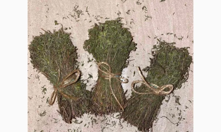 Культивований чебрець (Thymus vulgaris) - фото № 5