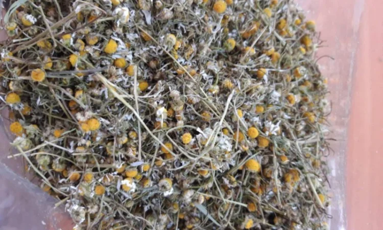 Куплю ромашку - фото № 1