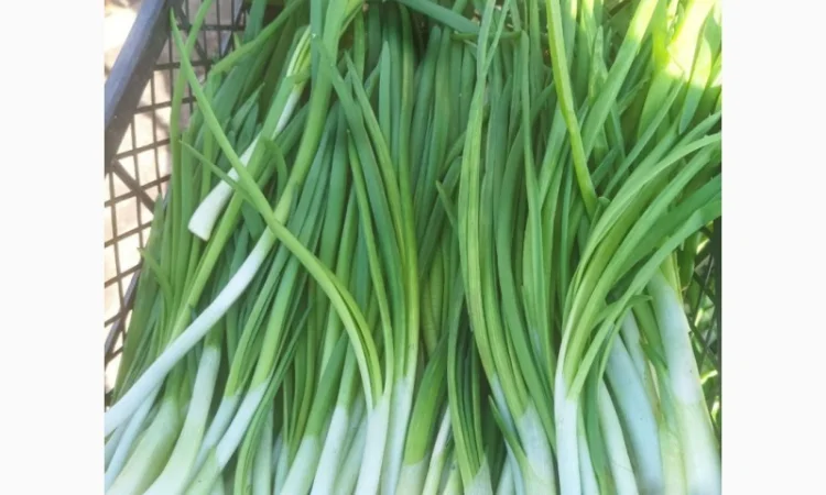 Свежая зеленая цибуля на продажу - фото № 1