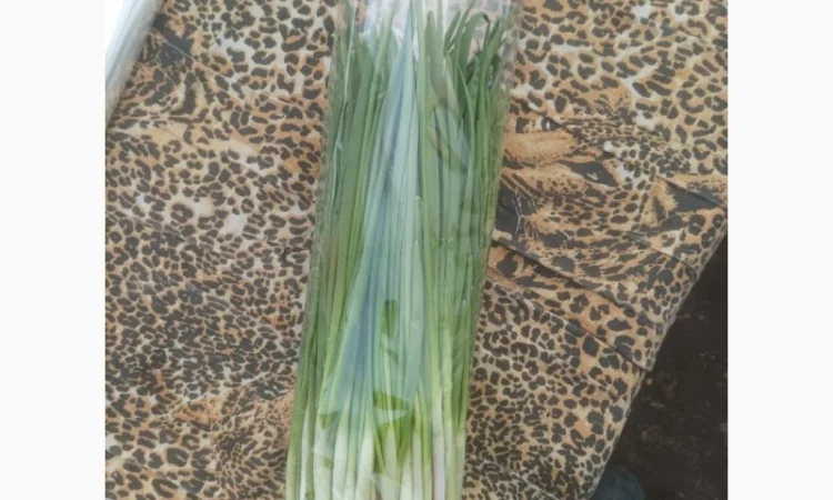 Свежая зеленая цибуля на продажу - фото № 2
