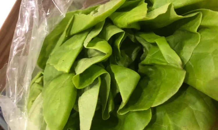 Зелень оптом. Ассортимент - фото № 3