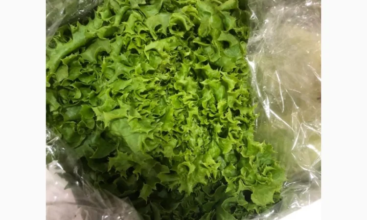 Зелень оптом. Ассортимент - фото № 4