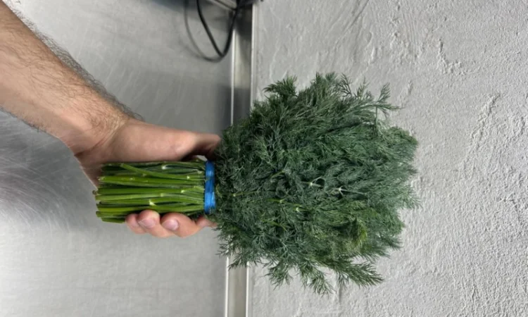 Укроп і петрушка у великих обсягах - фото № 1