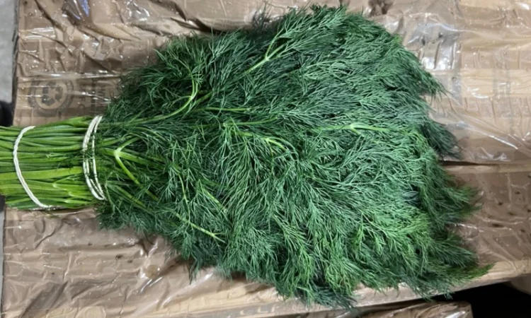 Свіжа зелень Салати Руккола Кінза та інше - фото № 1