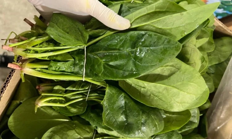 Свіжа зелень Салати Руккола Кінза та інше - фото № 2