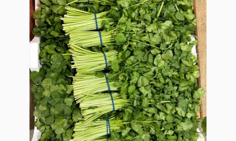 Свіжа зелень Салати Руккола Кінза та інше - фото № 3