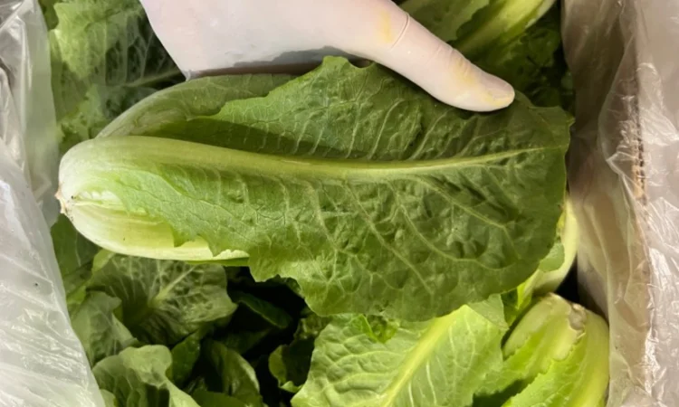 Свіжа зелень Салати Руккола Кінза та інше - фото № 5