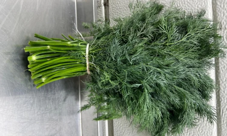 Свіжий укроп і петрушка оптом - фото № 1