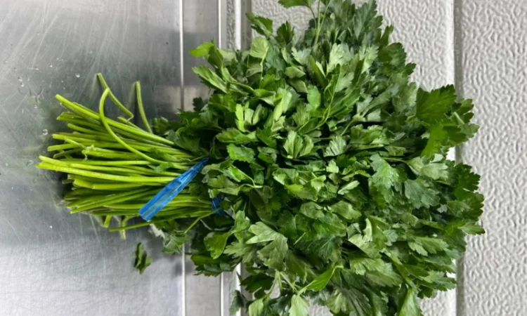 Свіжий укроп і петрушка оптом - фото № 2