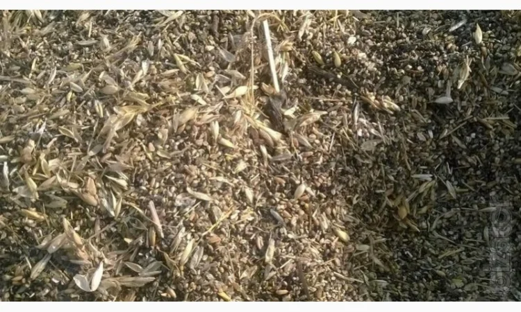 Отходы укропа на продажу - фото № 1