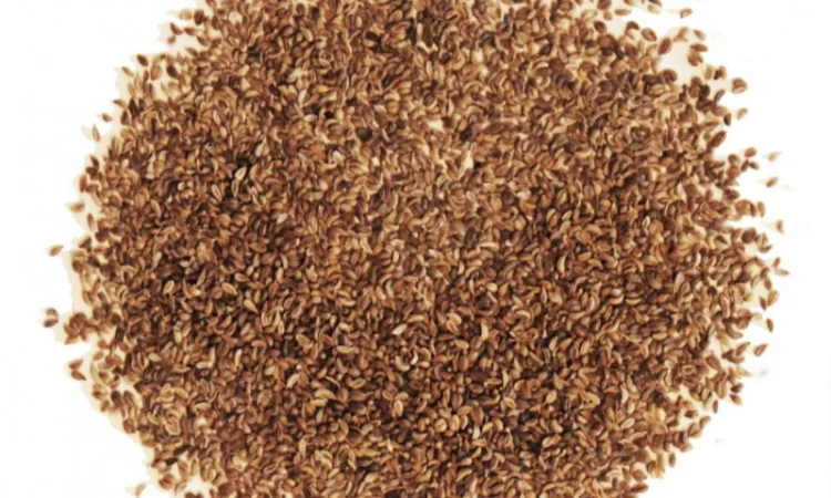 Семена Петрушки молоті на продаж - фото № 1