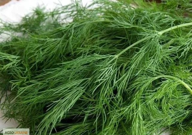Продаю семена Укропа оптом - фото № 1