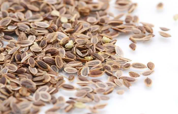 Якісні насіння Укропу на продаж - фото № 1