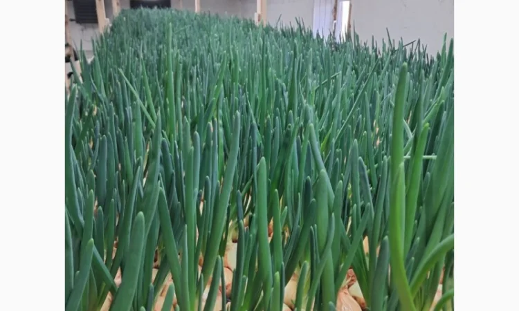 Зелена цибуля 45-55 см. Самовивіз з Коростеня - фото № 1