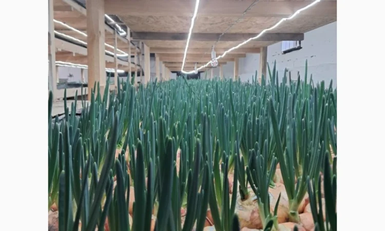 Зелена цибуля 45-55 см. Самовивіз з Коростеня - фото № 2