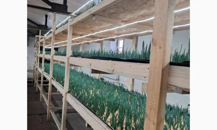 Зелена цибуля 45-55 см. Самовивіз з Коростеня - фото № 3