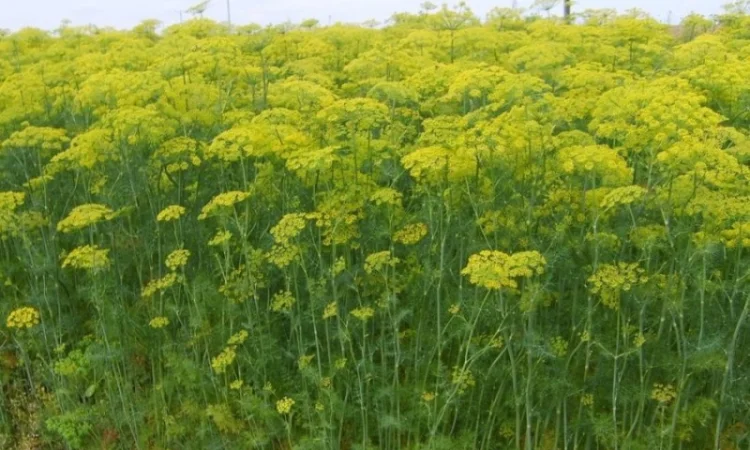 Продажа кропа зелёного и парасольки - фото № 3