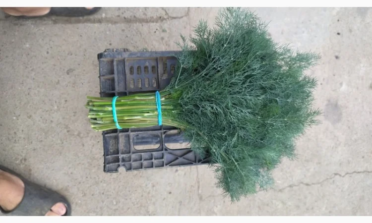 Продажа кропа зелёного и парасольки - фото № 4