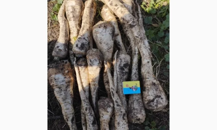 Продаю корень петрушки - фото № 1