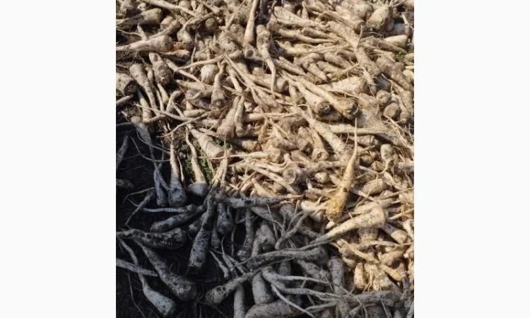 Продаю корень петрушки - фото № 2